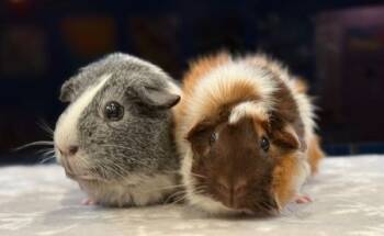 Rescue Guinea Pig Guinea Pigs for Adoption in Santa Cruz, California - Sandy & Misty | PetCurious